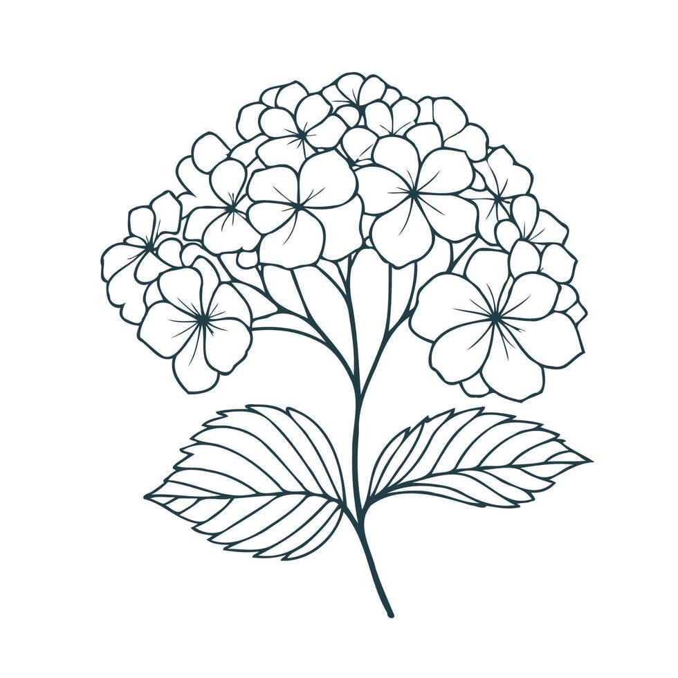 A flower is drawn in black and white on a white background, Hydrangea with lush blooming flower clusters. Blossomed floral garden plant. Gorgeous Hortensia flowers isolated on white. vector
