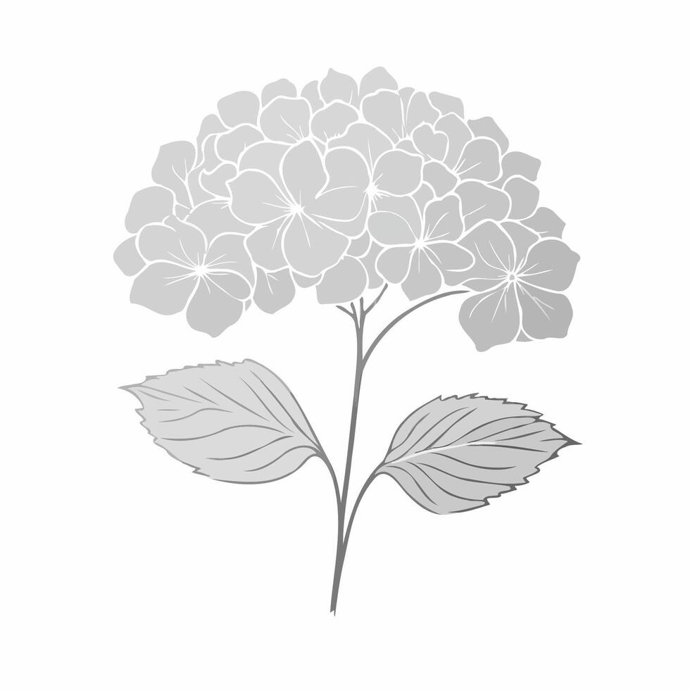 A flower is shown in a white background, Hydrangea with lush blooming flower clusters. Blossomed floral garden plant. Gorgeous Hortensia flowers isolated on white. Flat illustration vector