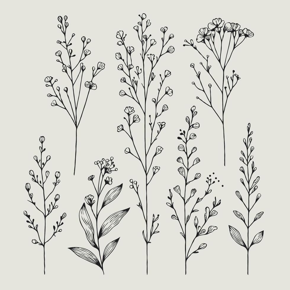 Set of meadow dry plants. Squirrel's tail grass, Millet Grass . Hand painted graphic setaria viridis, Milium effusum isolated on background. Botanical, Medicinal and Herbal illustration vector