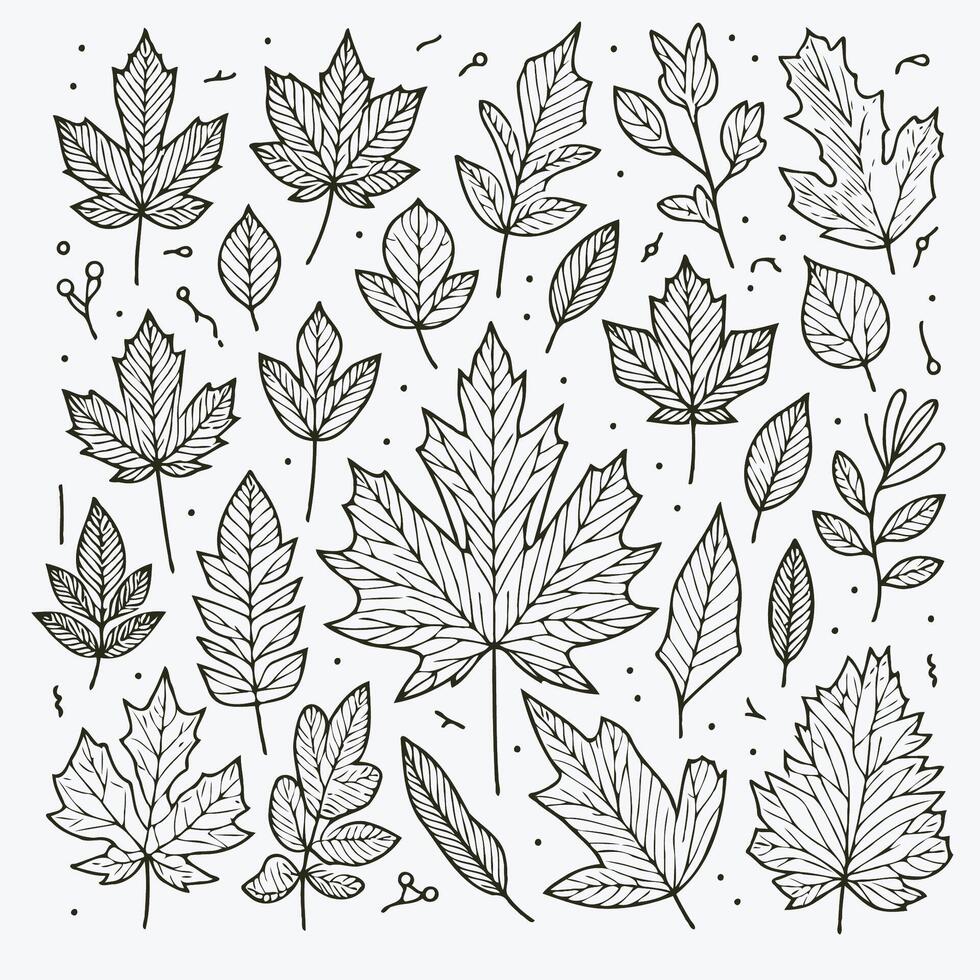 Autumn leaves coloring pages, Set with leaves, berries and acorns. Hand drawn autumn illustration. vector