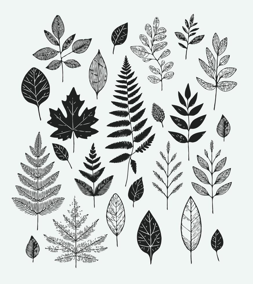 Set of hand drawn leaves illustration, Big set of leaves from different kind of trees isolated. Set of outline autumn leaf oak, maple, rowan and acorns. Set of line foliage. vector