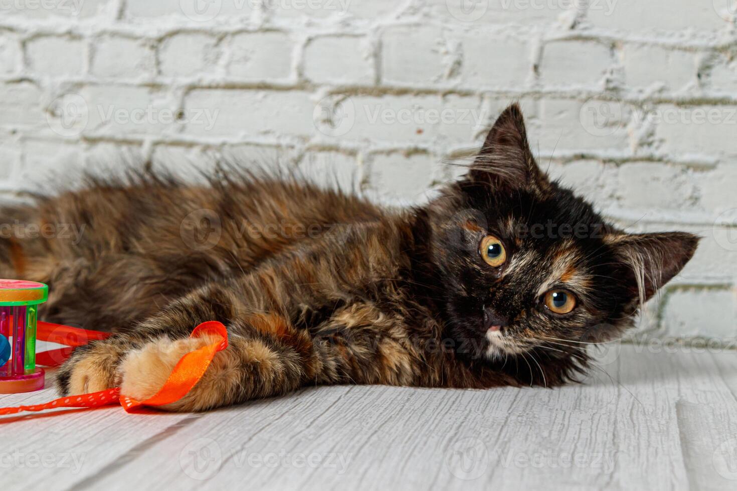 Beautiful little cat girl on a background of a brick wall photo