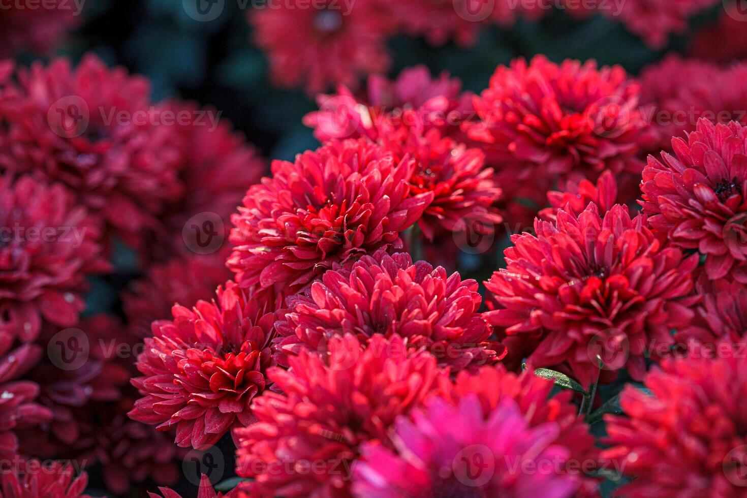 beautiful bushes of chrysanthemum flowers red colors photo