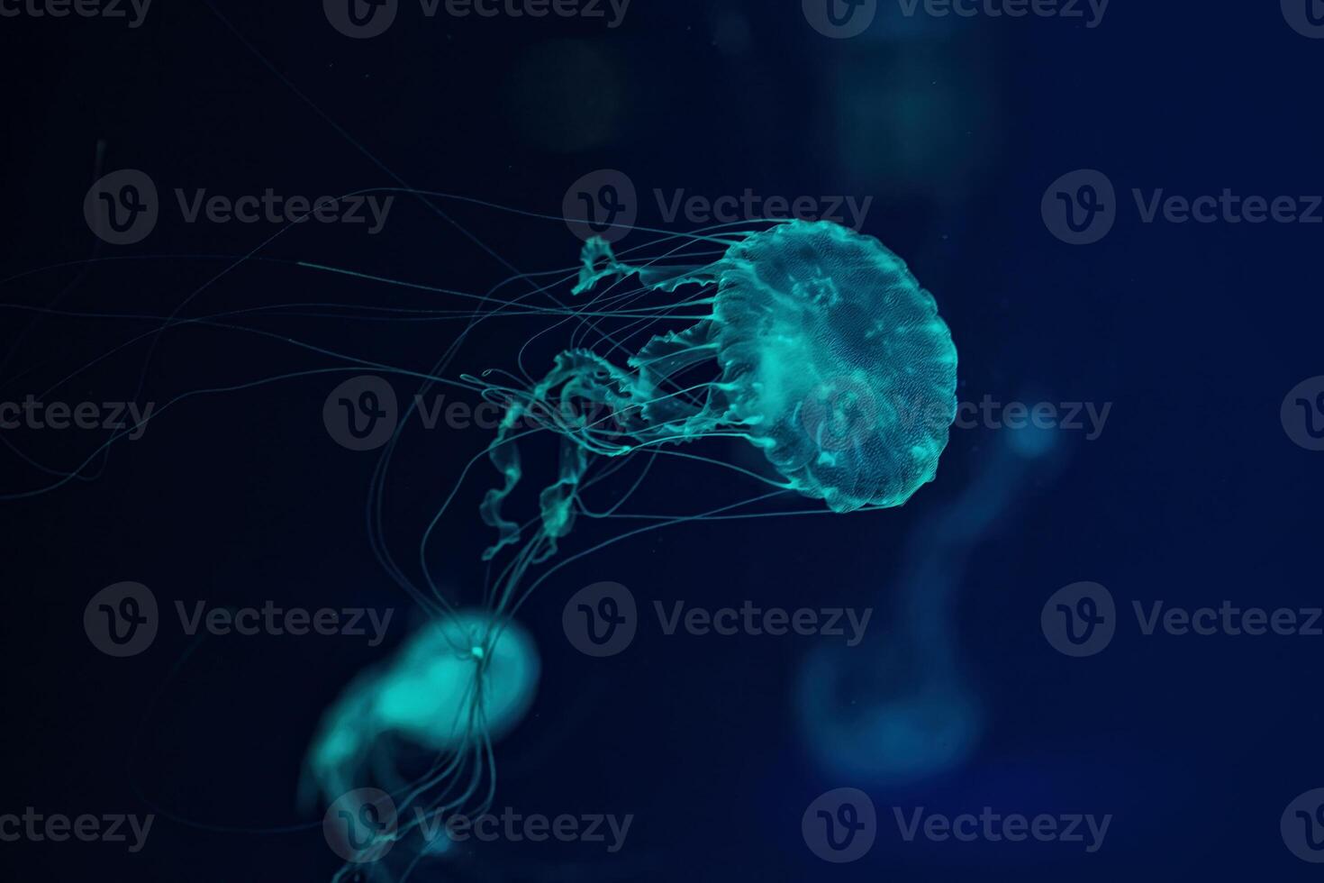 Macro shot of Chrysaora quinquecirrha underwater photo