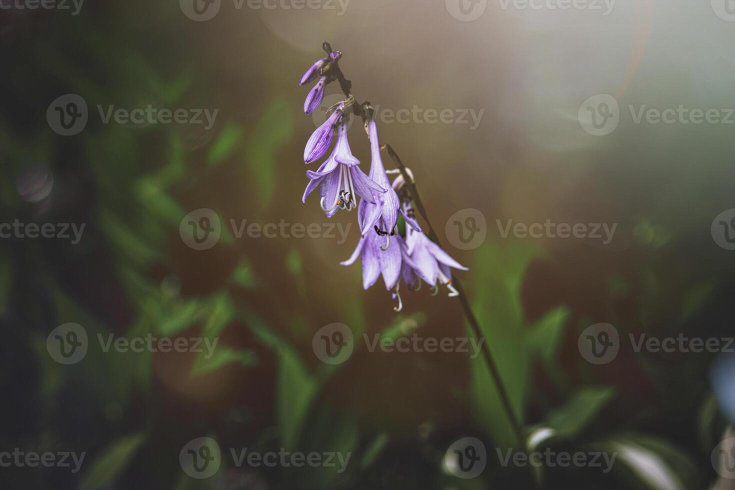 Delicate purple flowers hang gracefully from a single stem, surrounded by a soft, blurred background photo