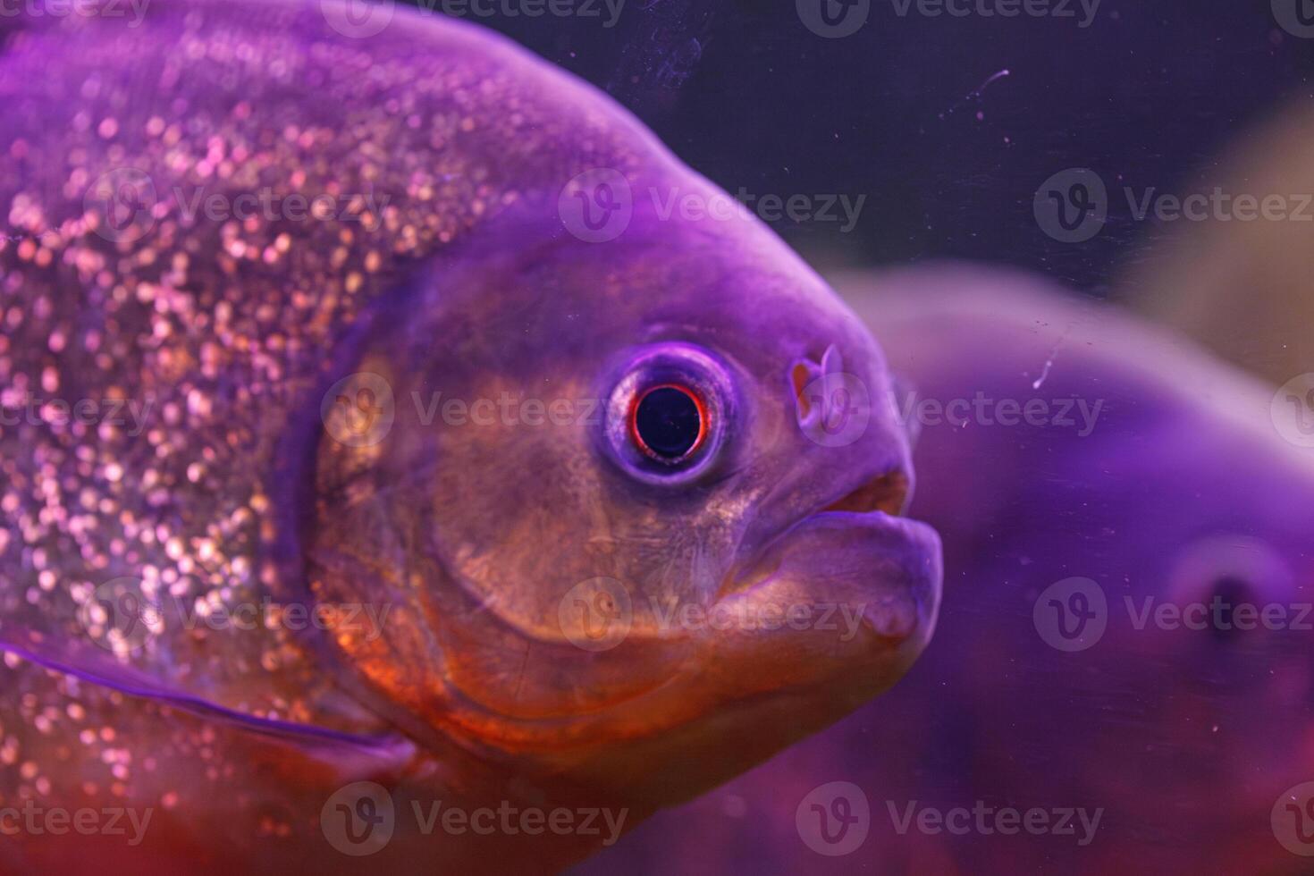 underwater photography of fish Pygocentrus nattereri photo