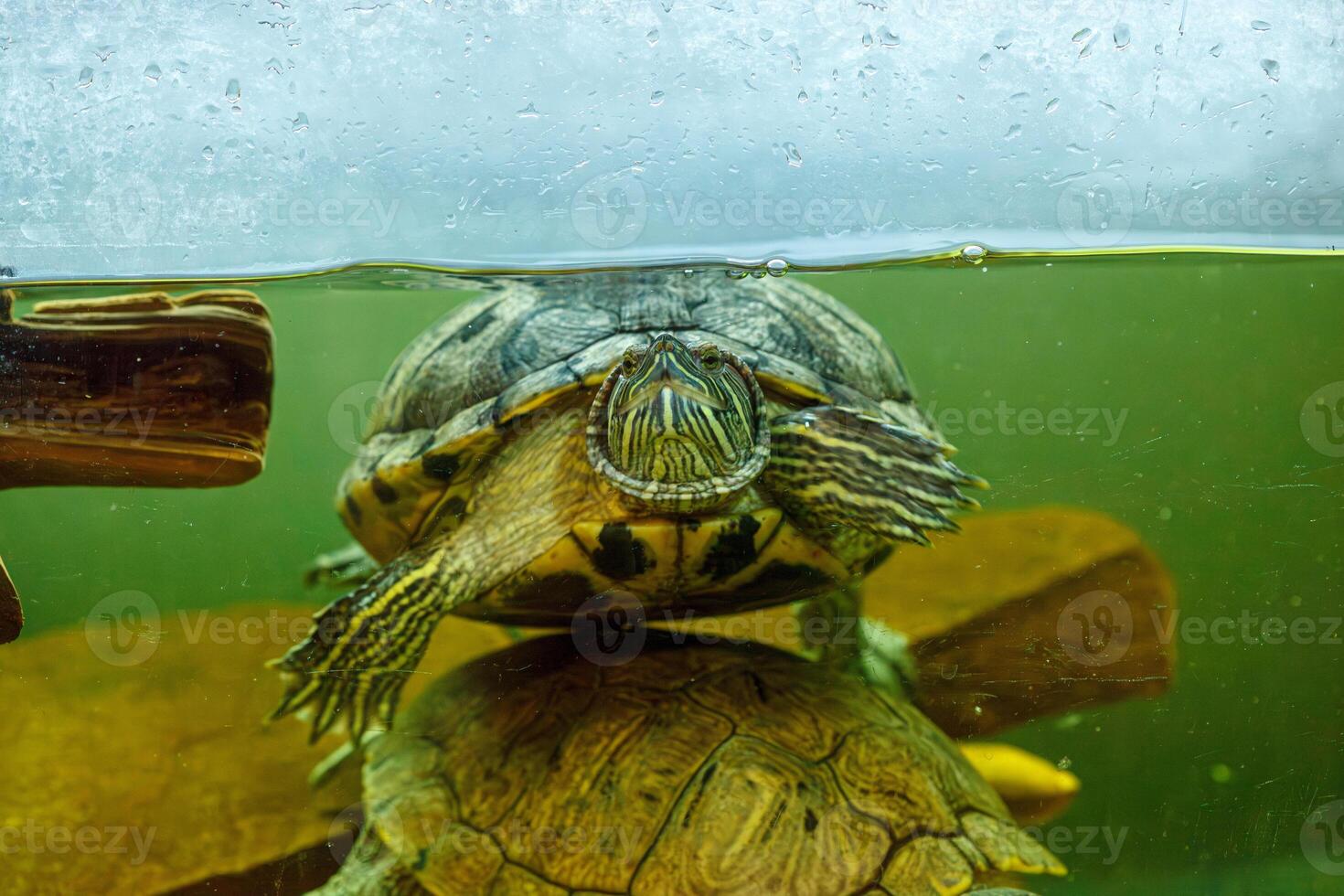 underwater photography of fish Trachemys scripta elegans photo