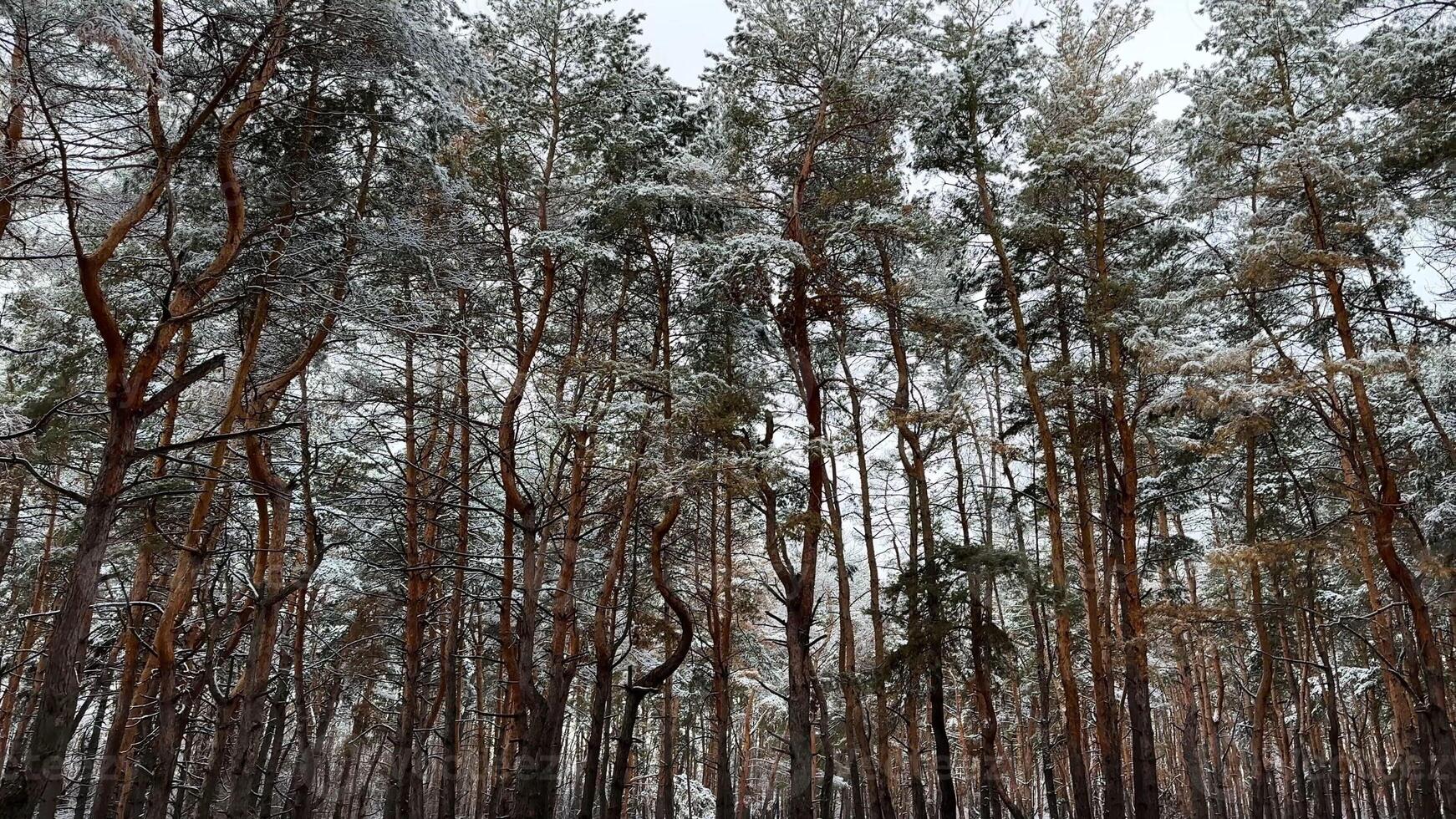 View on snowbound pine woodland at winter day. Snow-covered branches of coniferous trees at wild forest. Beautiful nature landscape at background. Tranquil and idyllic scene concept photo