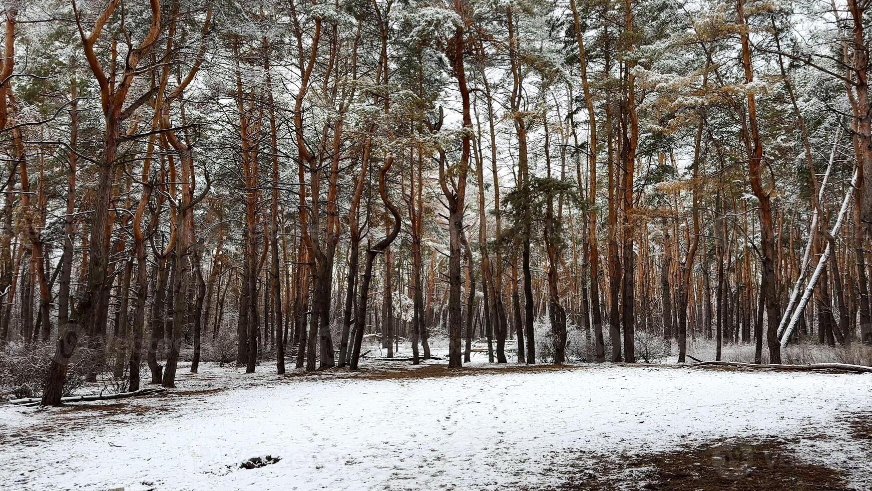 View on snowbound lawn at pine woodland at winter day. Snow-covered branches of coniferous trees at wild forest. Beautiful nature landscape at background. Tranquil and idyllic scene concept photo