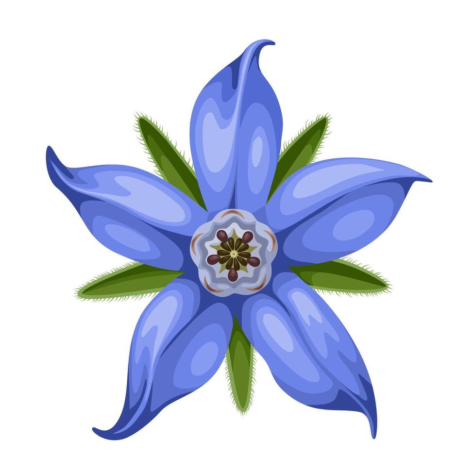 Illustration of Borage flower or Borago officinalis, isolated on white background. vector