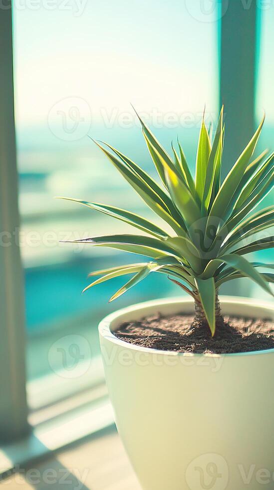 Sunlit yucca plant in white pot by bright window. photo