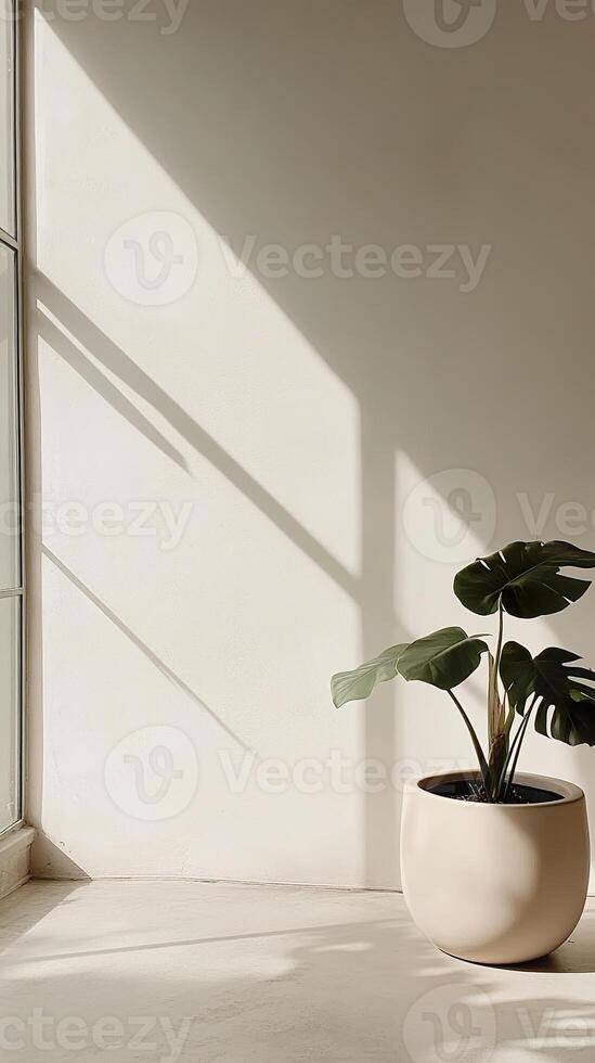 Minimalist room with sunlight and monstera plant in white pot. photo