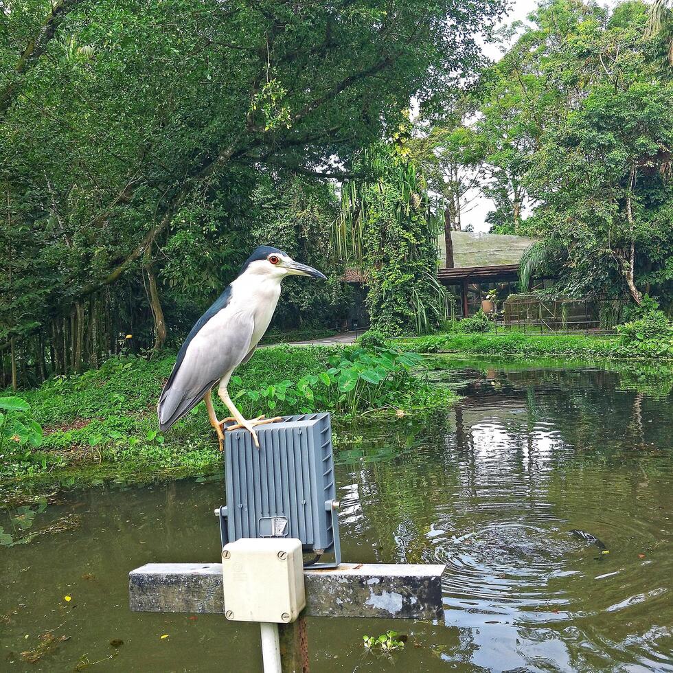 A bird is perched on a pole near a pond photo