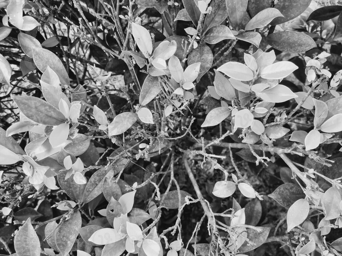 A loropetalum plant in black and white showcases a dense cluster of rounded textured leaves that overlap and creates an intricate pattern while highlighting shapes and shadows. photo
