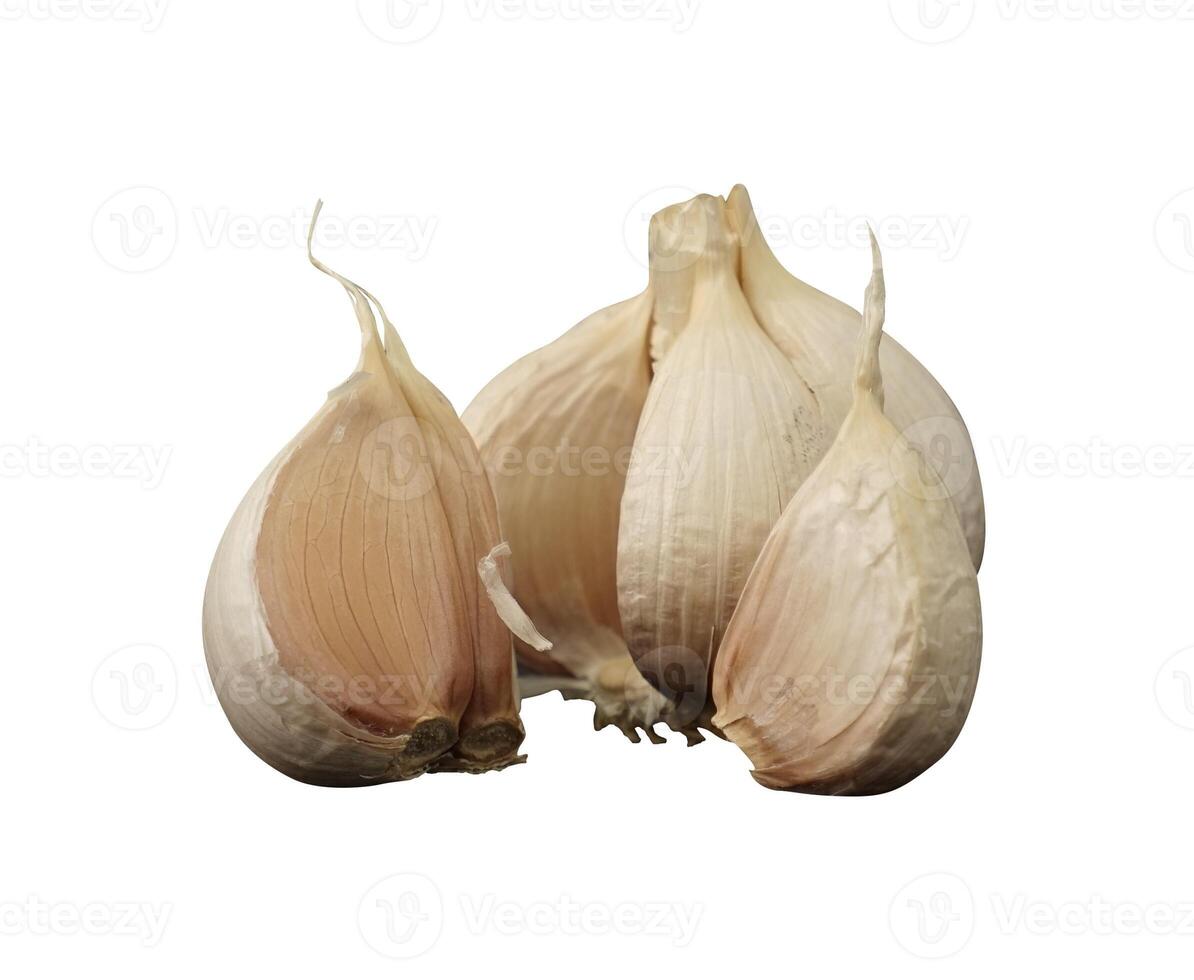 white onion isolated photo