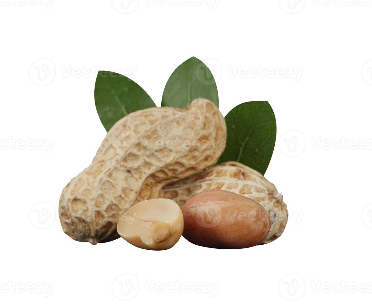 peanut with leaf display isolated photo