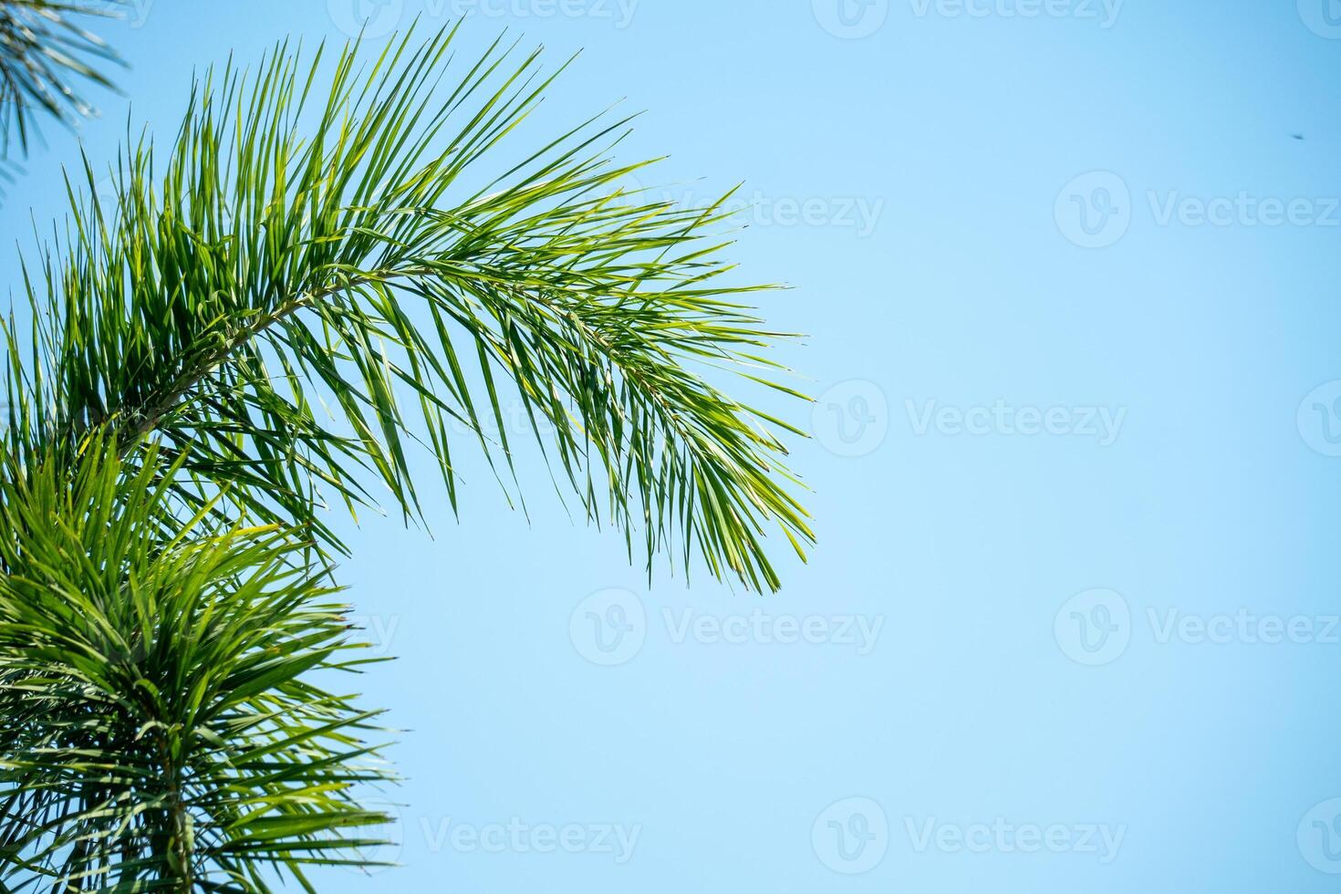 Palm copy space photo