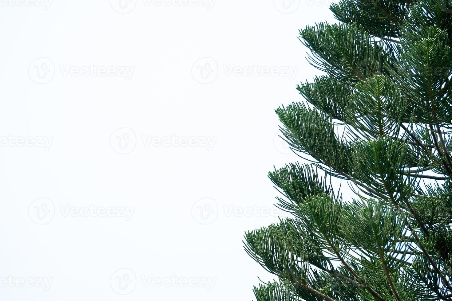 Christmas tree branches photo