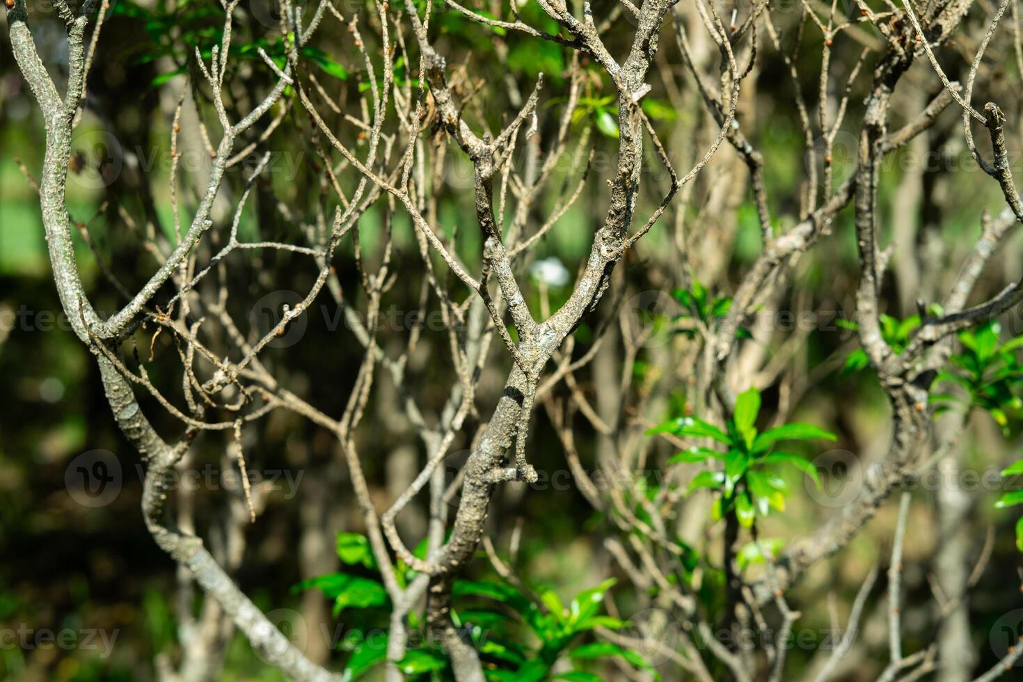 Leaf branch stem in forest photo