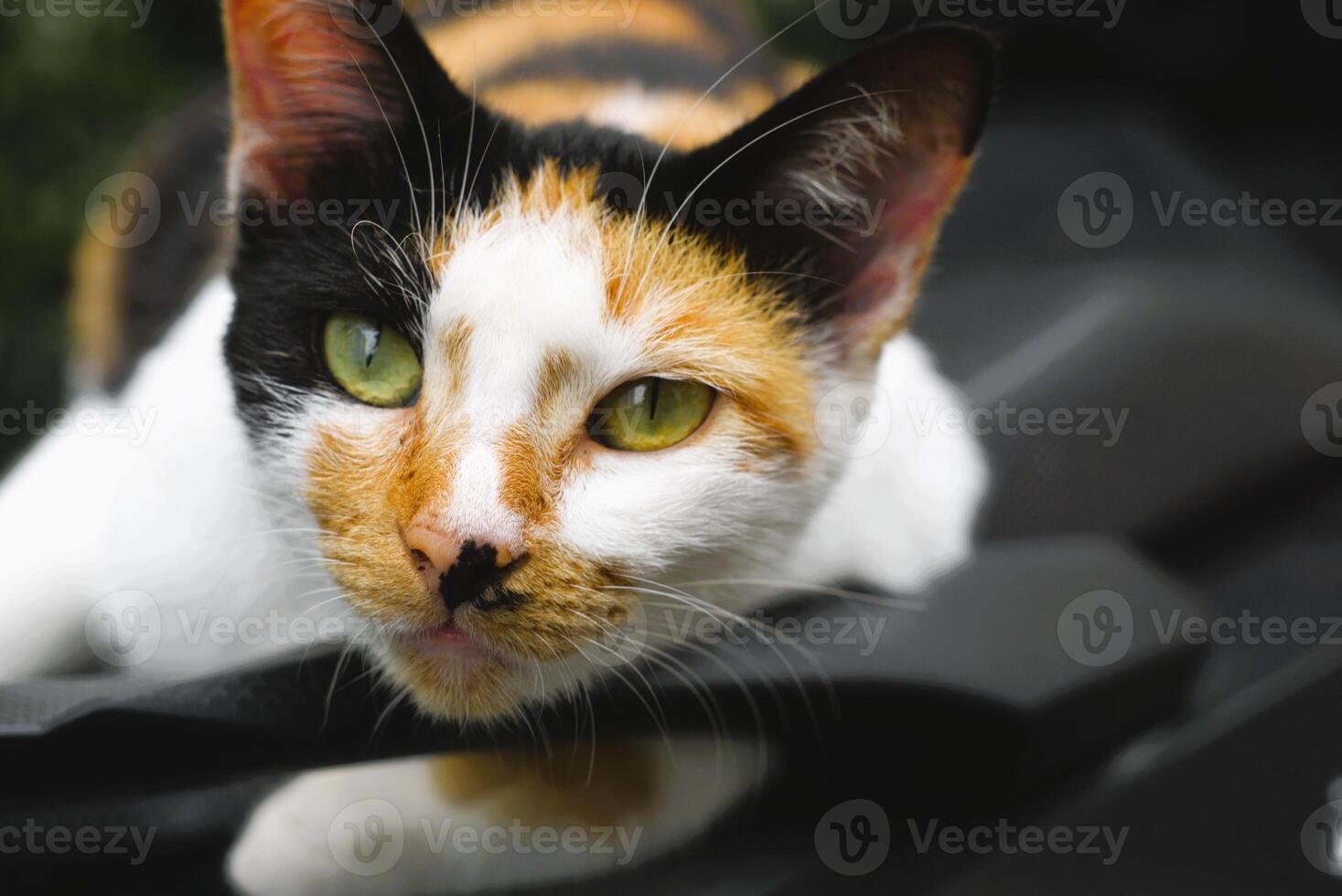 close up of a cat with beautiful eyes and three colors of fur photo