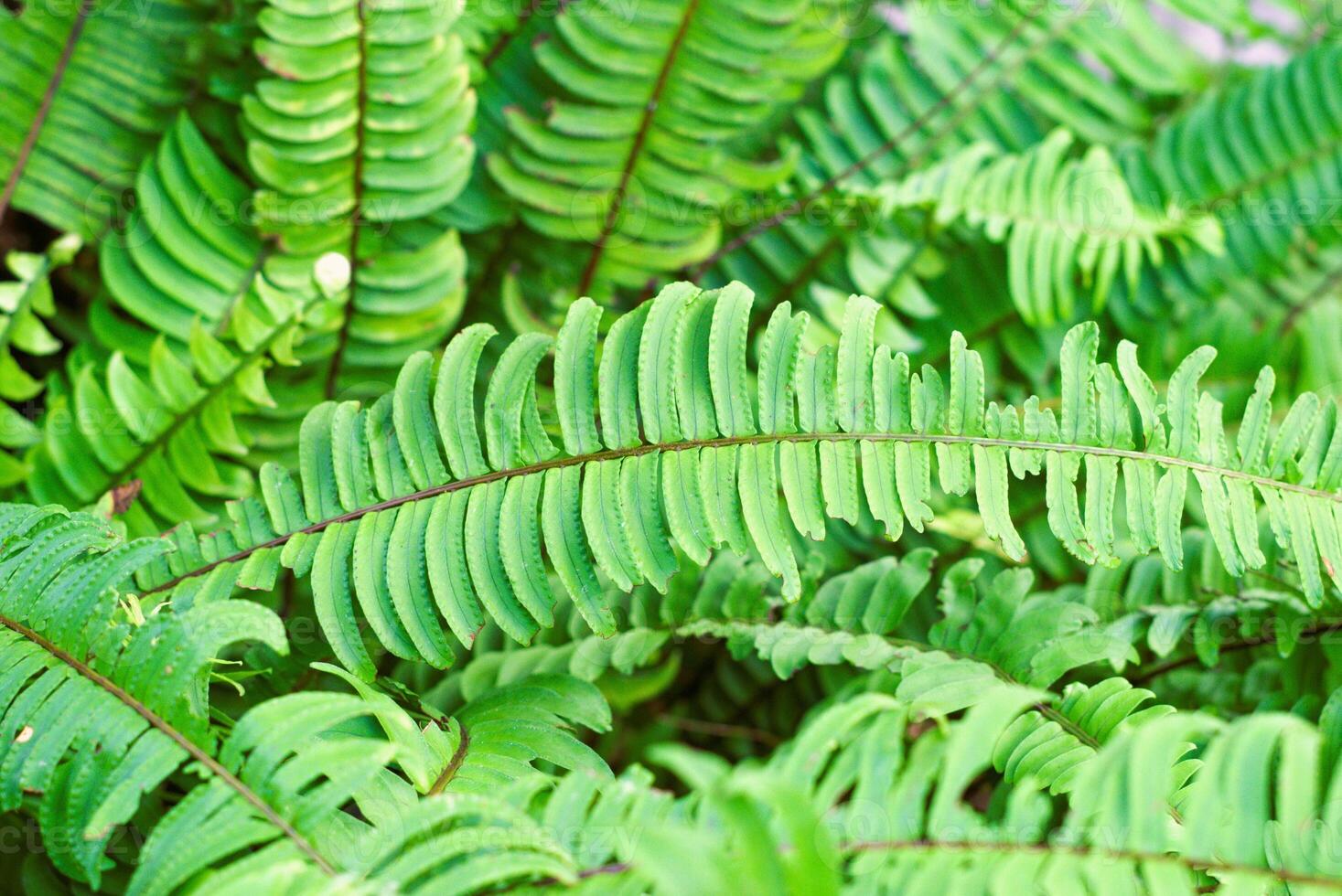 fern leaves in the forest photo