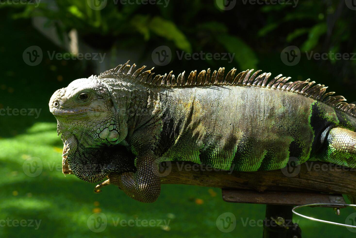 close up of iguana on a branch photo