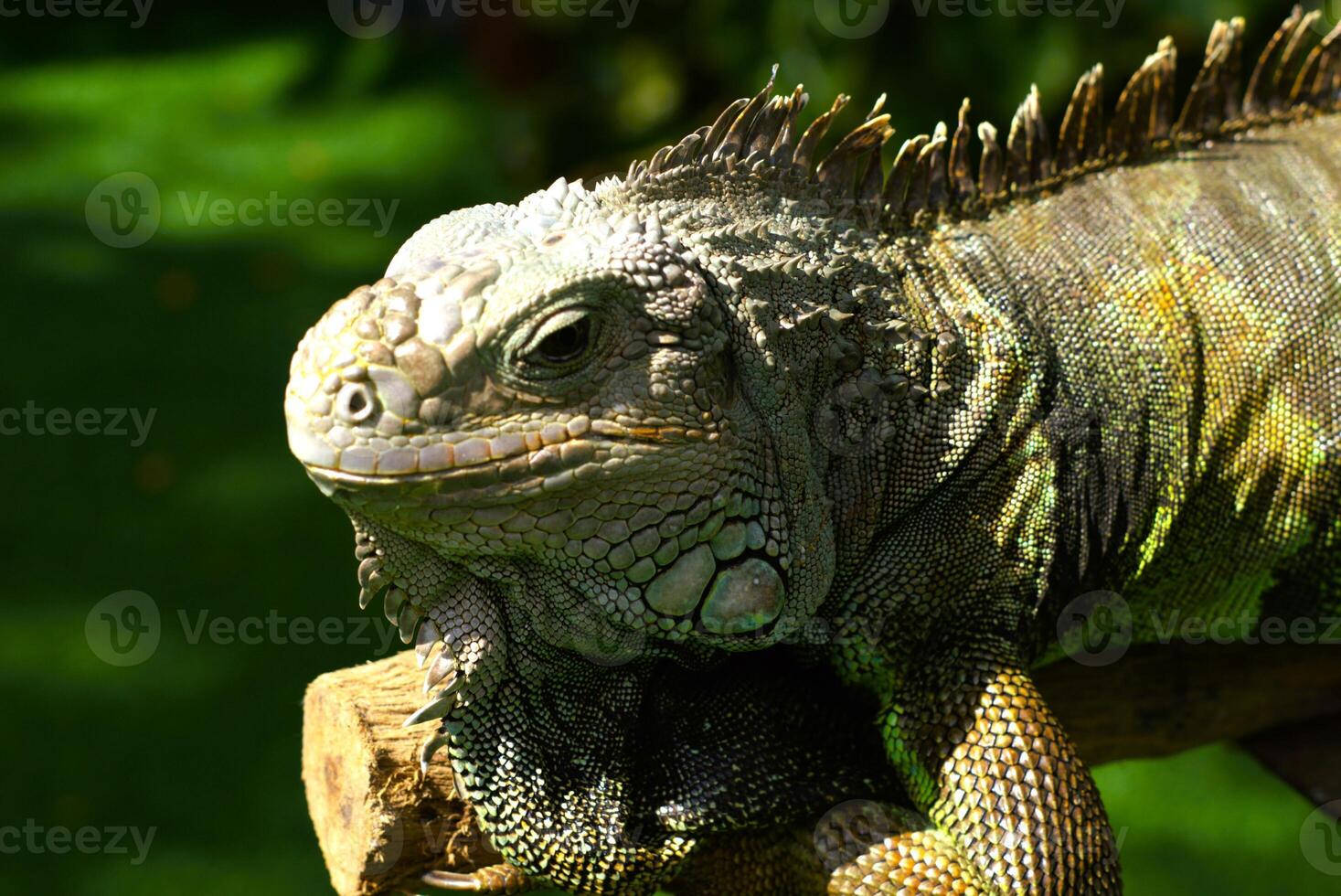 Close up of iguana on a tree photo