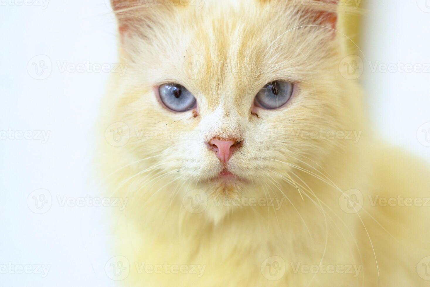 close up portrait of a cat with serious facial expression photo