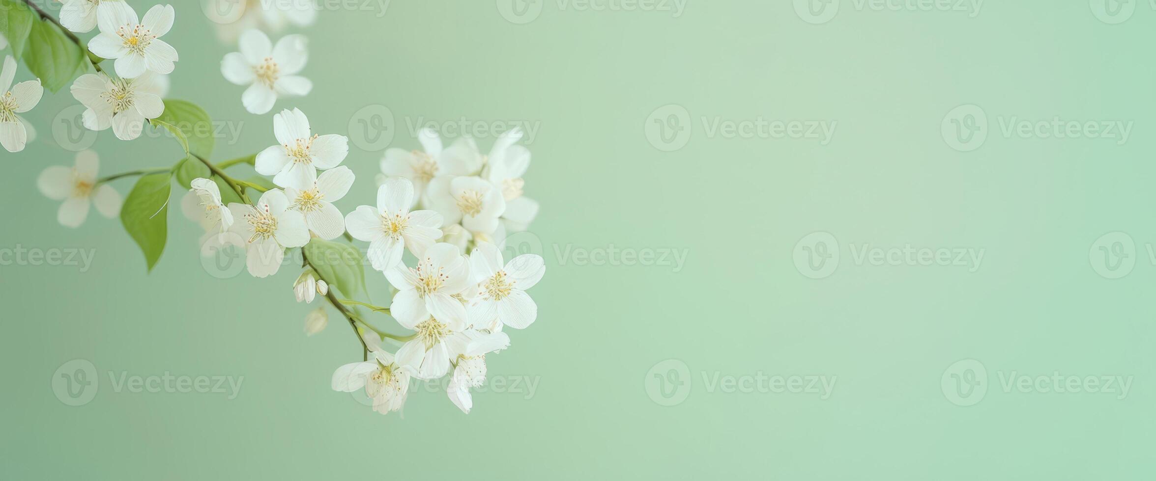 Close-up of white flowering branch with green leaves on soft green background. photo