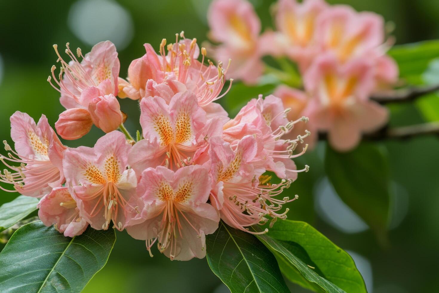 Vibrant pink flowers bloom on a branch in a lush green garden during spring season photo