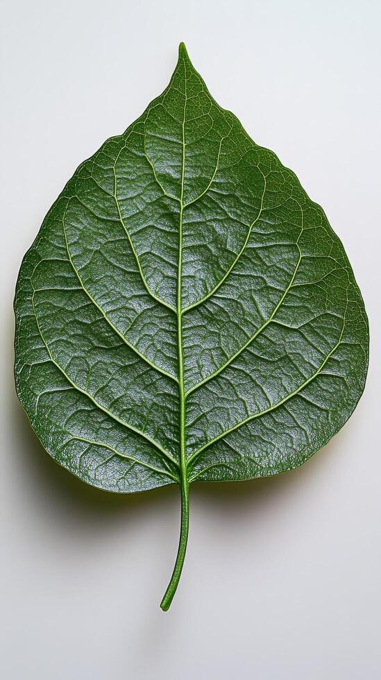 Intricate details of a large green leaf showcasing its natural texture and structure photo