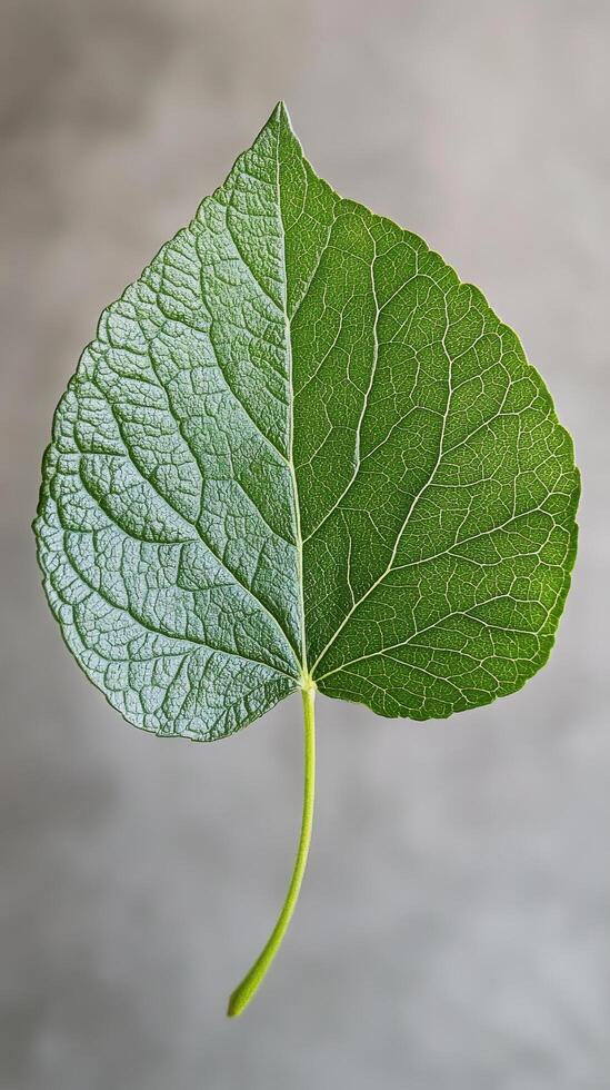 Intricate details of a large green leaf showcasing its natural texture and structure photo