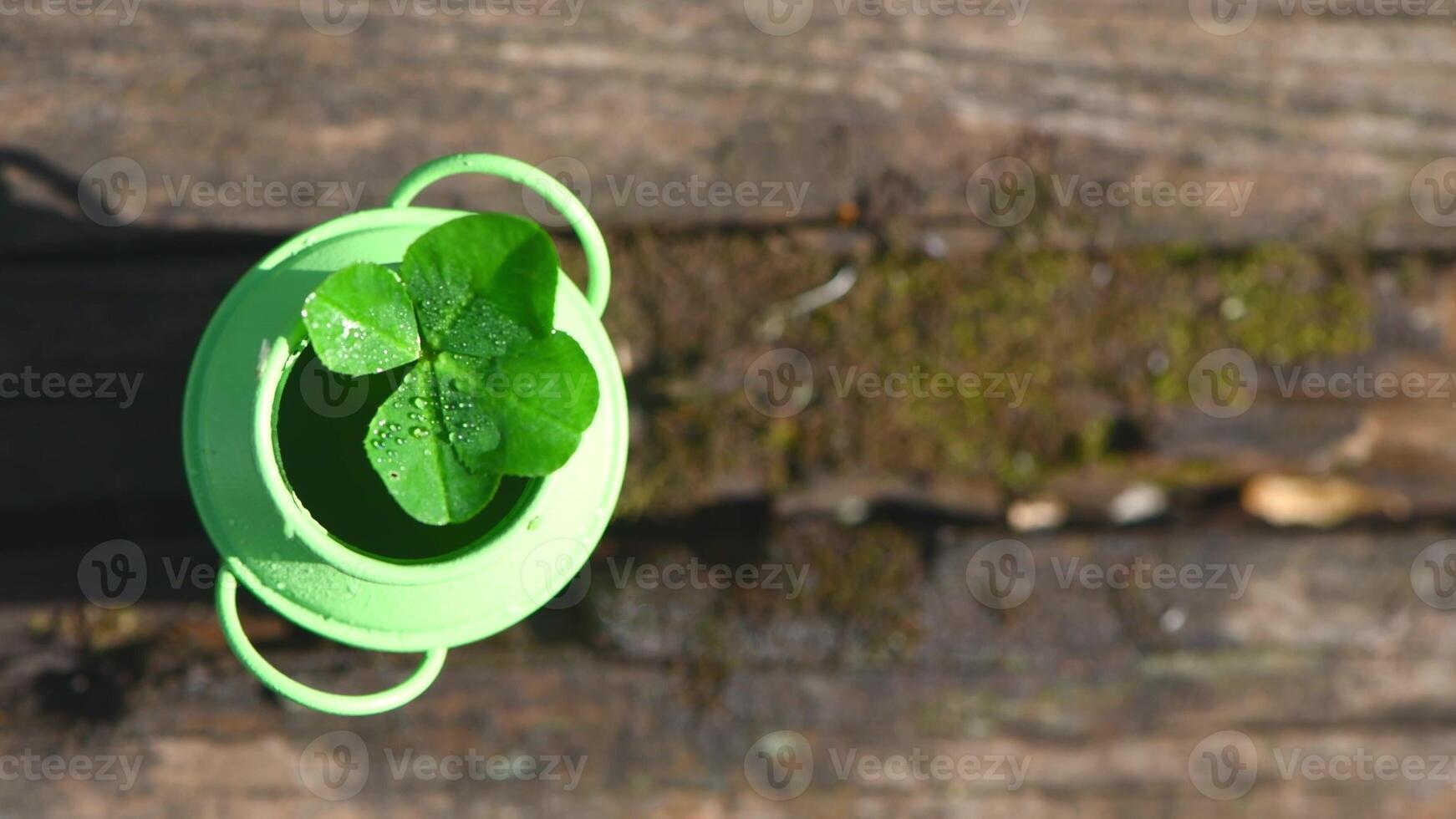 Four-leaf clover in green bucket in nature, symbol of good luck photo