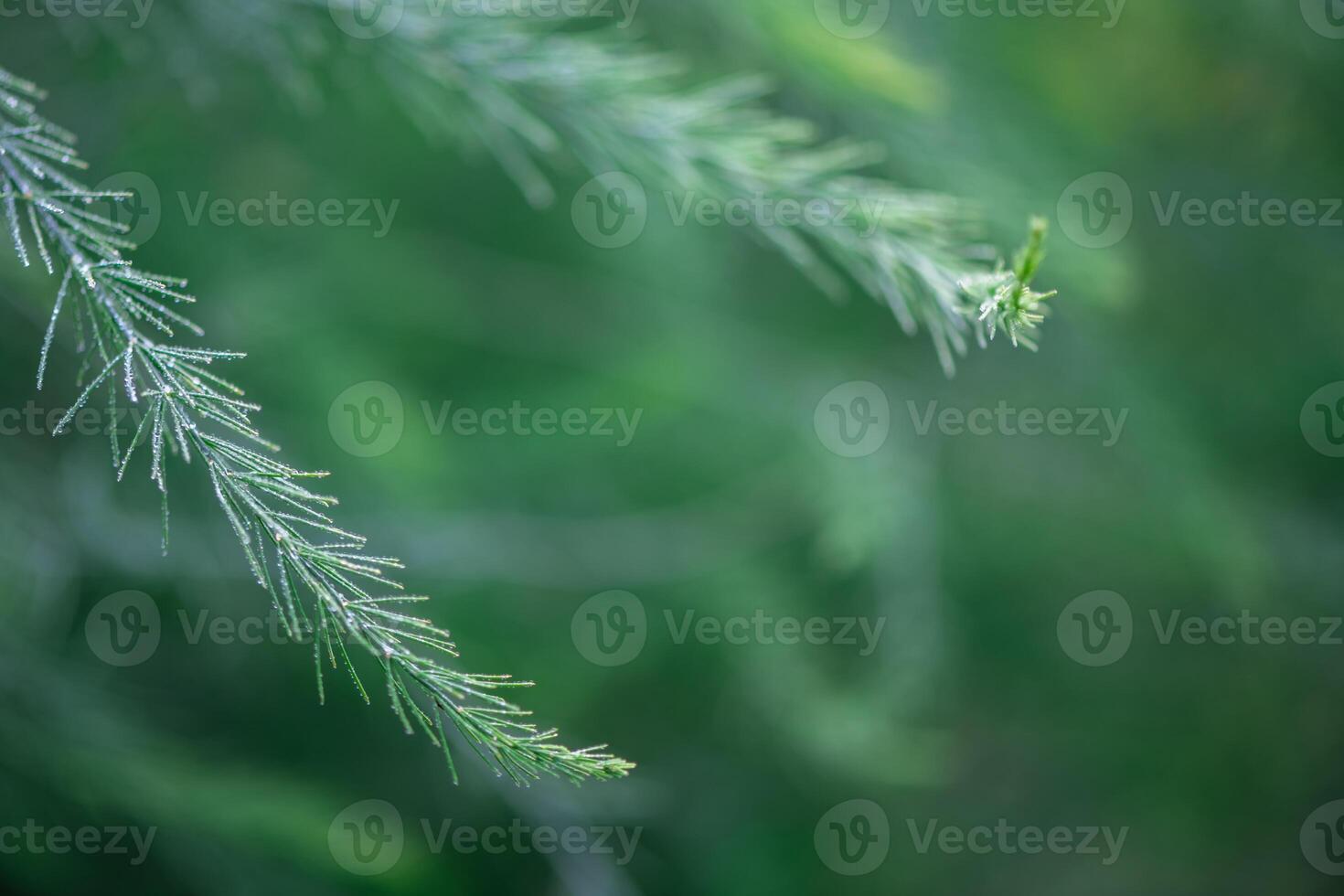 Asparagus plant in dew drops. natural background with copy space photo