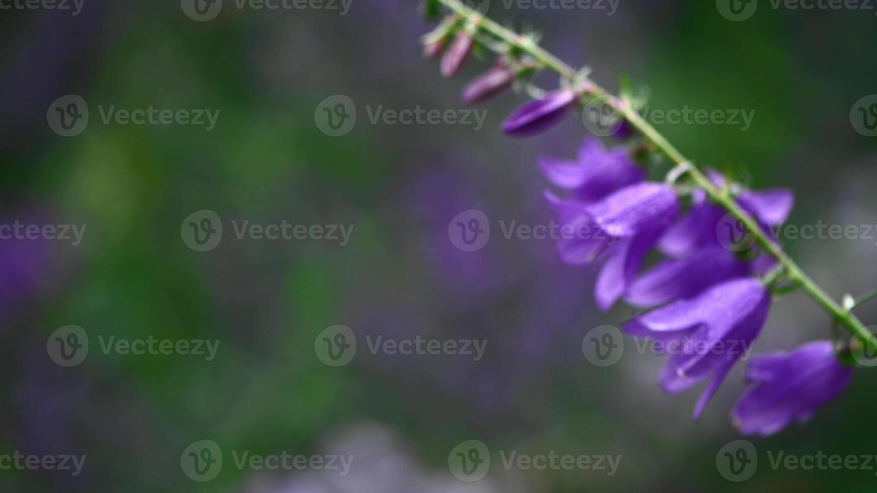 Purple bells flowers on greenery background, natural flower background photo