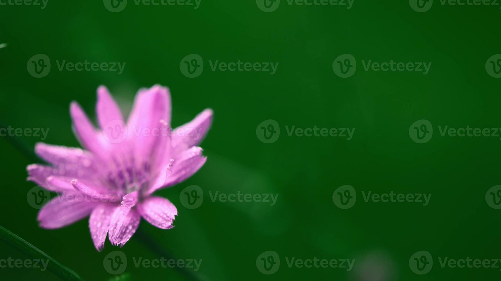 Beautiful pink flower on greenery background, with space for text, natural floral background photo