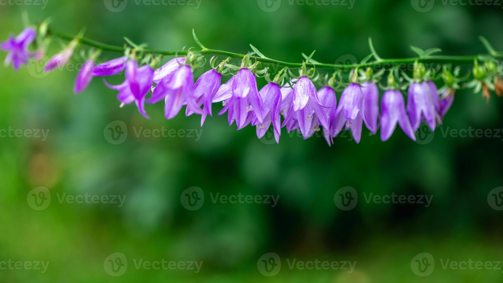 Purple bells flowers on greenery background, natural flower background photo
