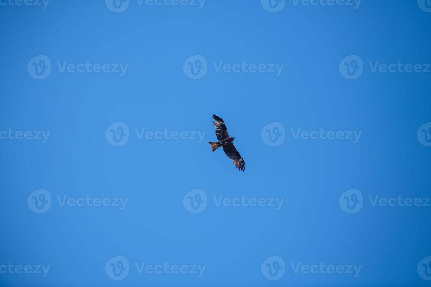 A bird of prey with a large wingspan soars, flies in the air, against the background of a blue sky photo