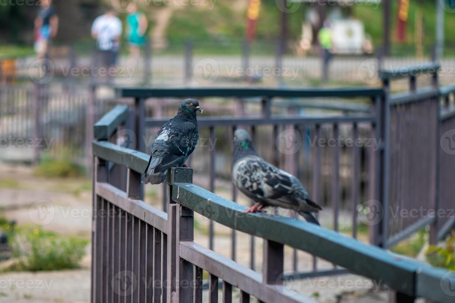 Pigeon sitting on a fence in a park photo