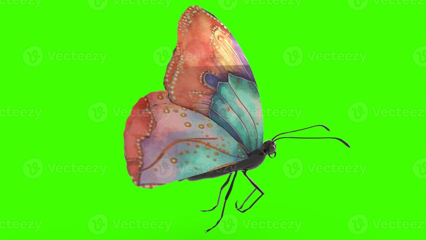 colorful butterfly with green background photo
