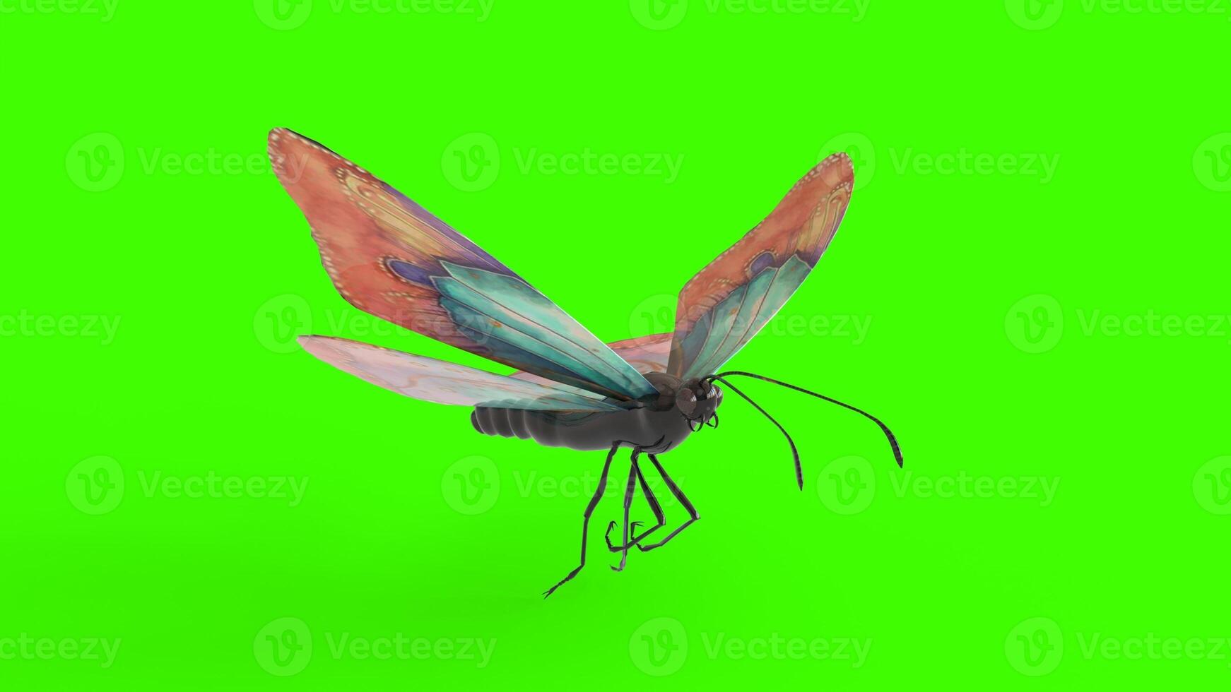 colorful butterfly with green background photo