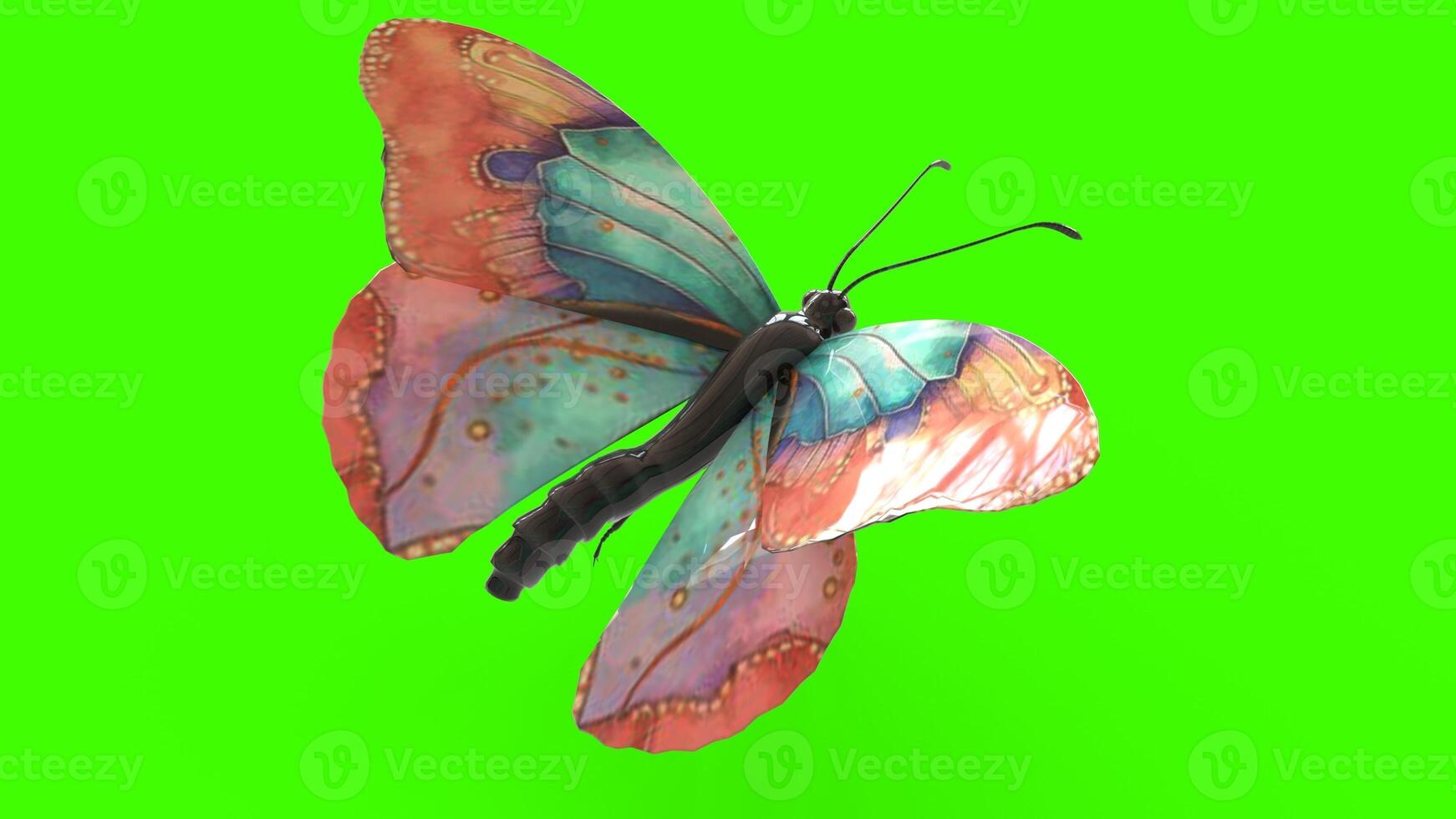 colorful butterfly with green background photo