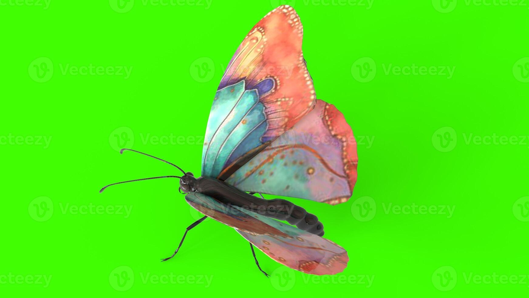 colorful butterfly with green background photo