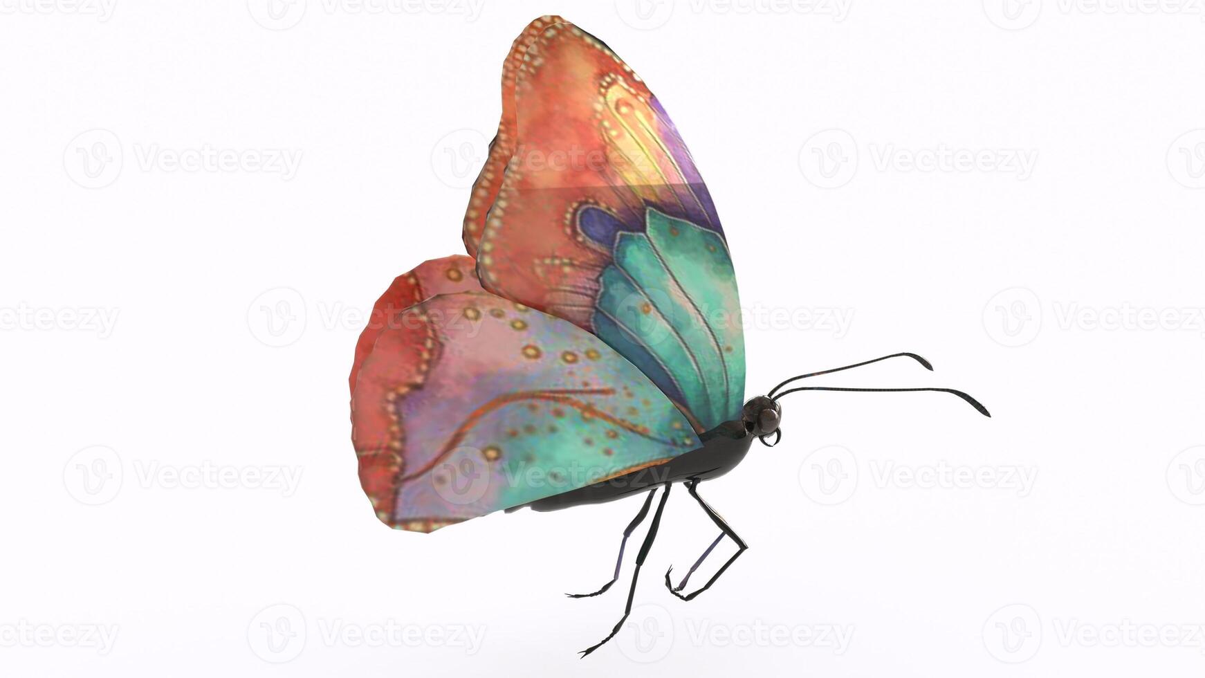 colorful butterfly with white background photo