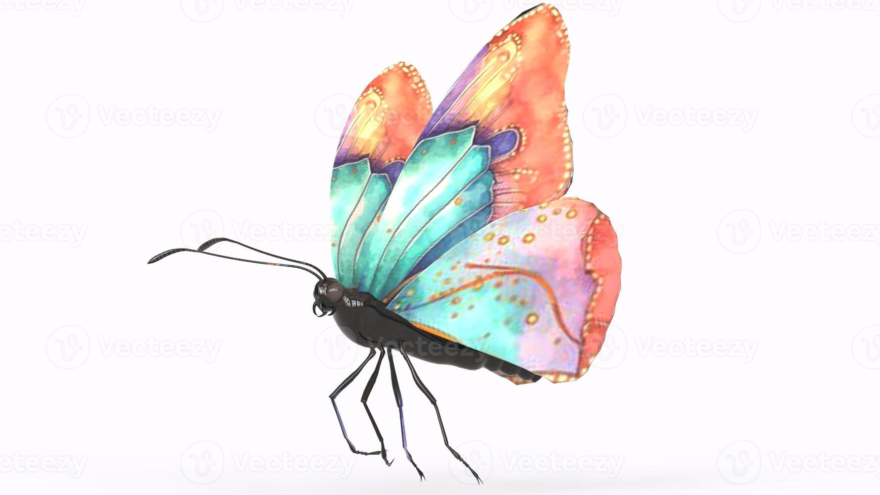 colorful butterfly with white background photo
