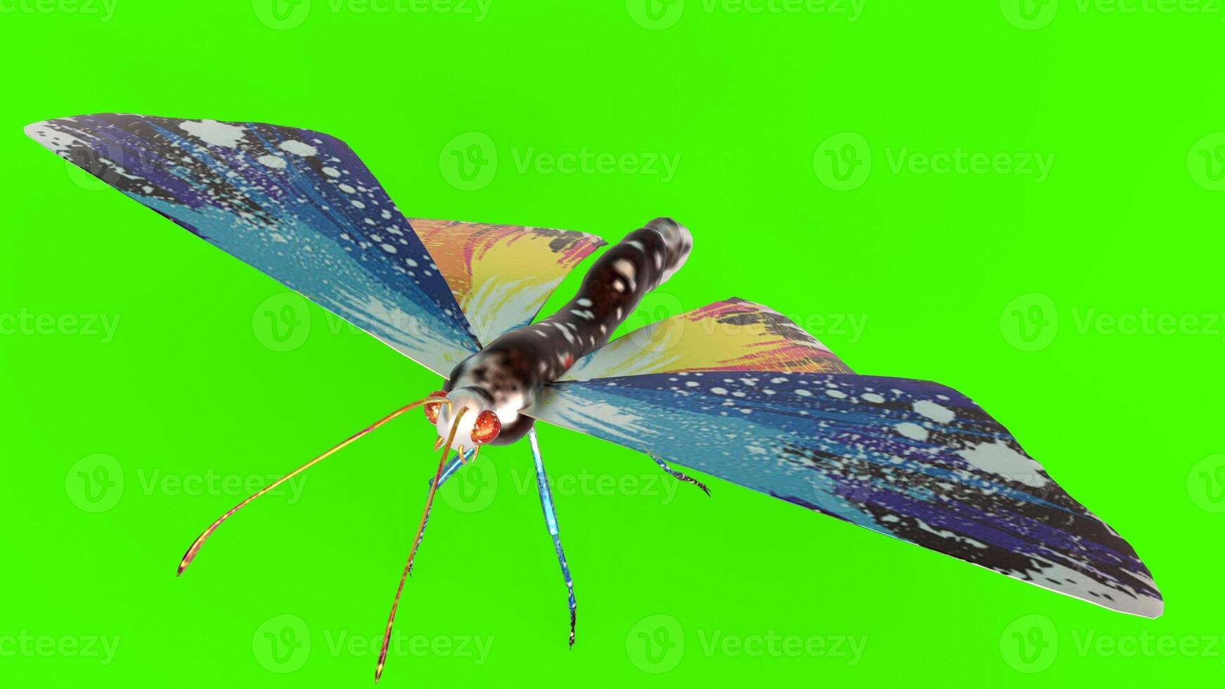 butterfly with green background photo