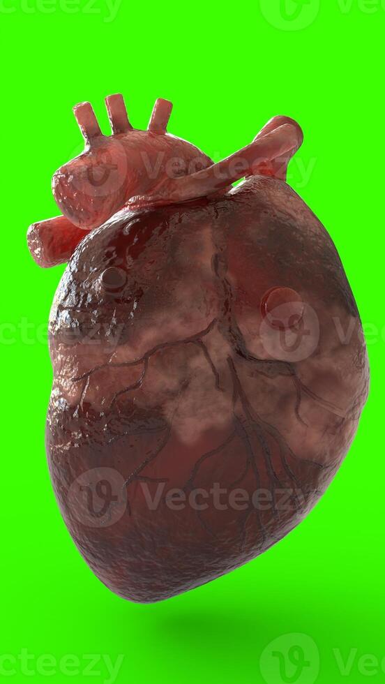 realistic human heart with green background photo