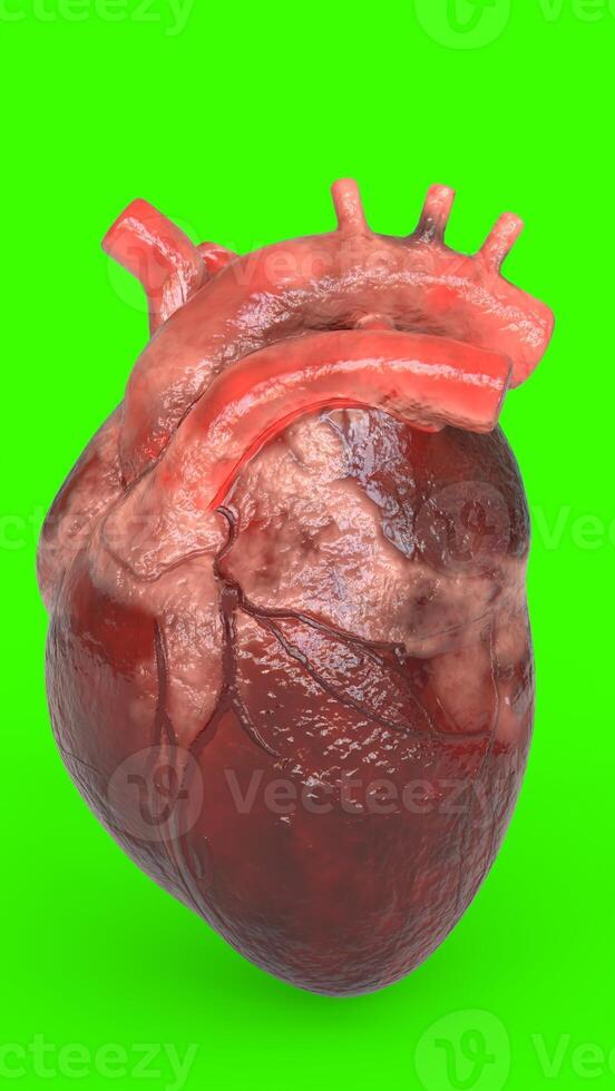 realistic human heart with green background photo