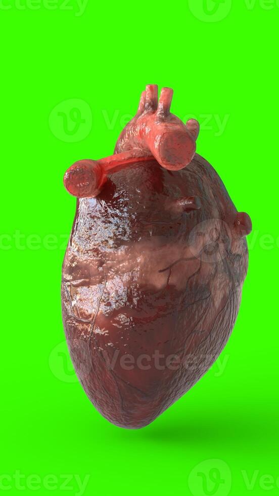 realistic human heart with green background photo