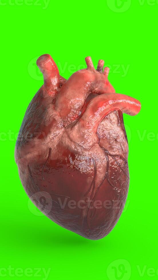 realistic human heart with green background photo